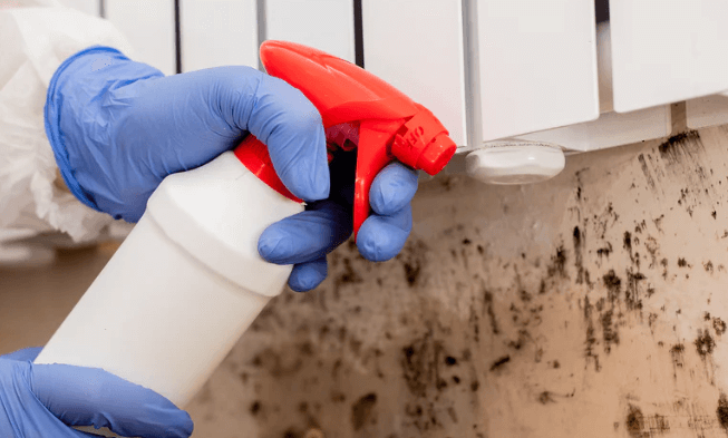 Mold Remediation Services for a Safe and Healthy Environment