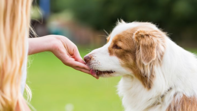 How Joint Supplements For Dogs Improve Mobility And Overall Health